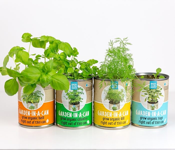 Growing An Herb Garden that Even I Can’t Kill (Garden In A Can by Back to the Roots)