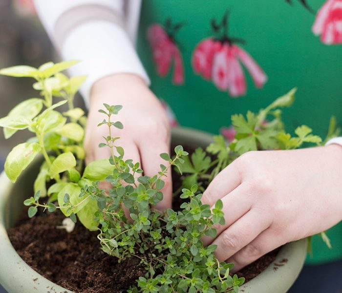 How to Plant an Herb Trio Garden in a Small Space