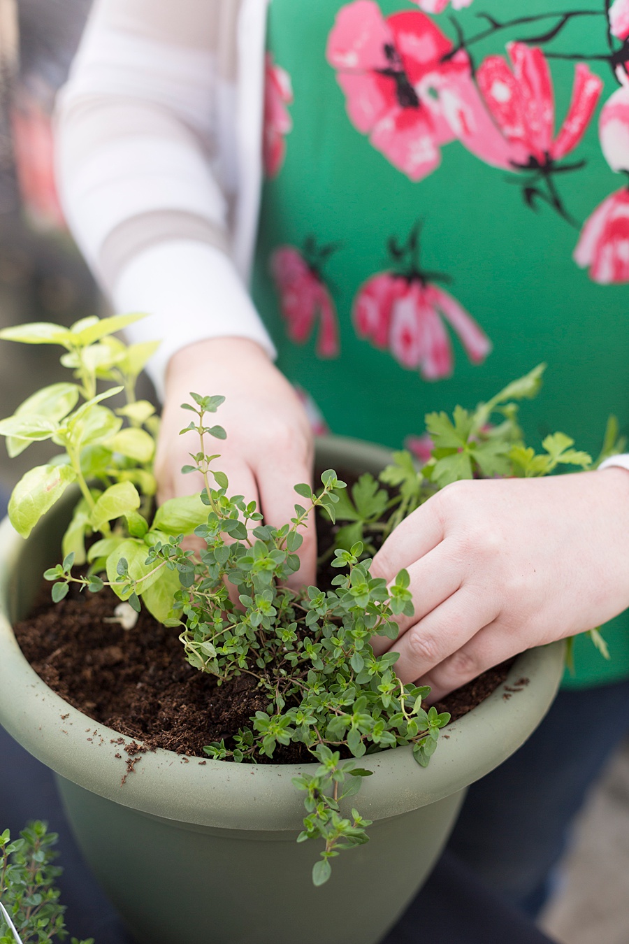 How to Plant an Herb Trio Garden in a Small Space