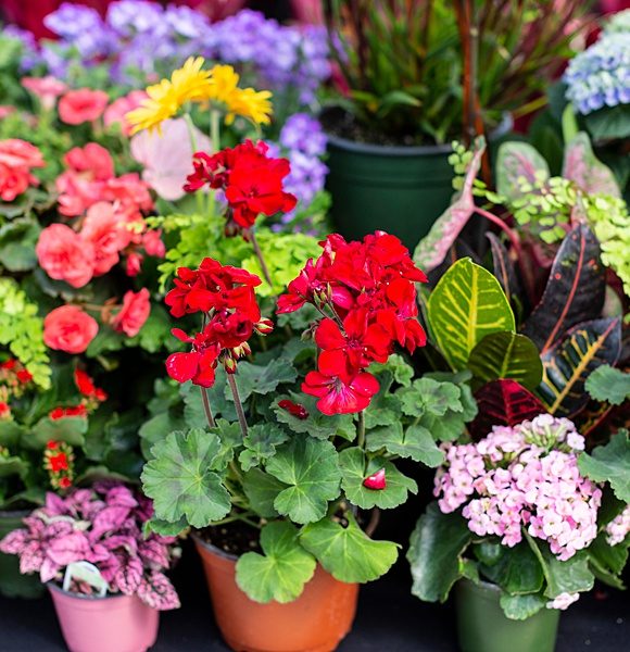 How to Plant a Pollinator Garden