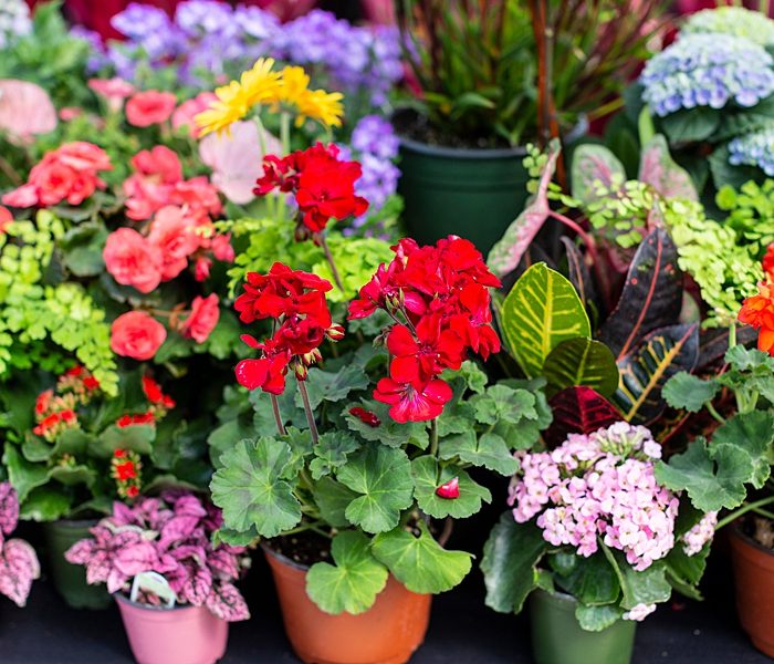 How to Plant a Pollinator Garden