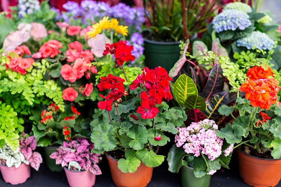 How to Plant a Pollinator Garden