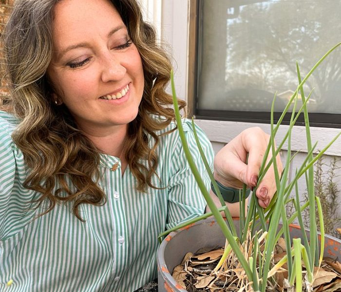 Herbal Remedies for Beginners