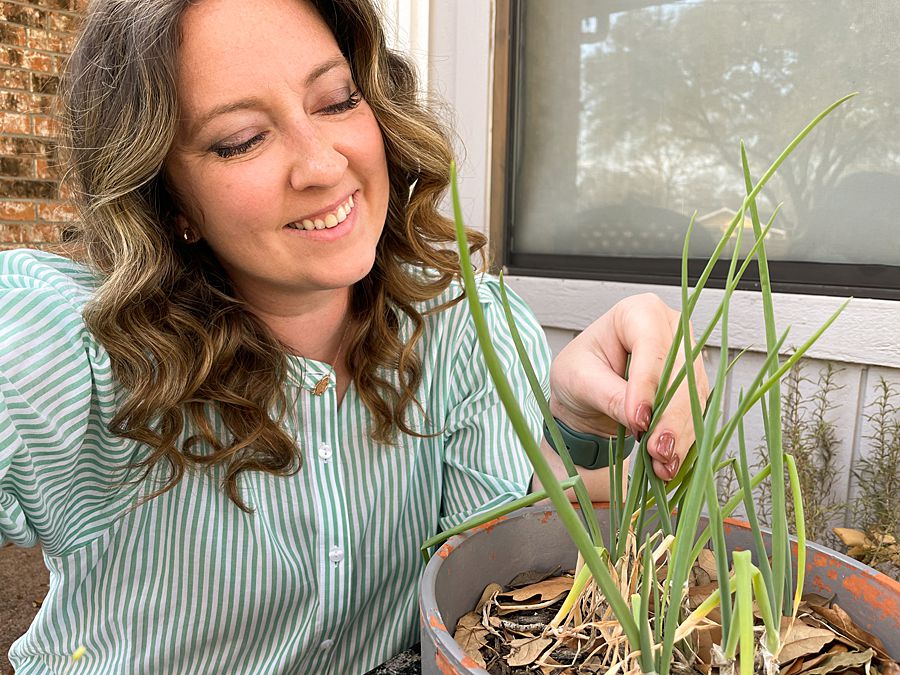 Herbal Remedies for Beginners