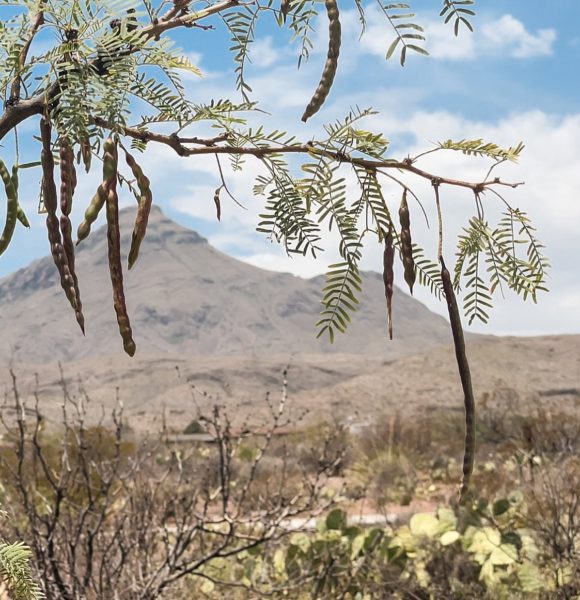 Big Bend National Park