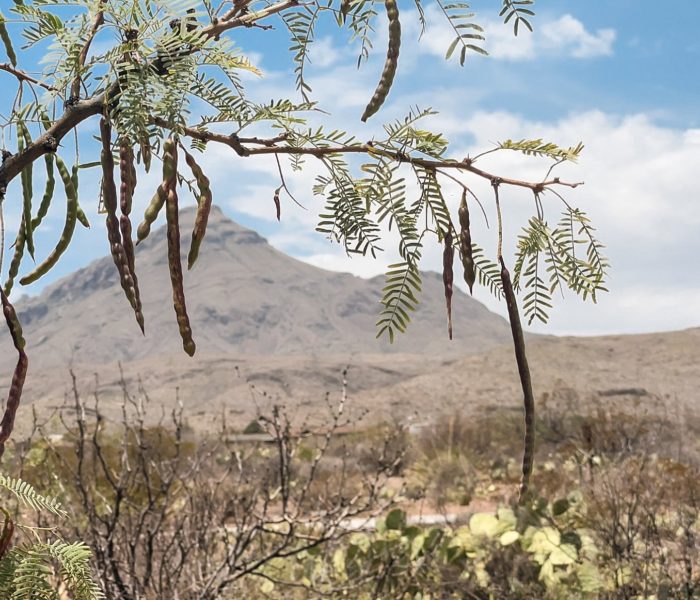 Big Bend National Park