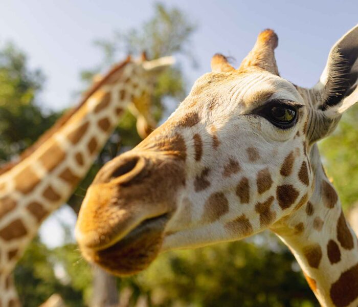 Getting WILD in Southeast Louisiana