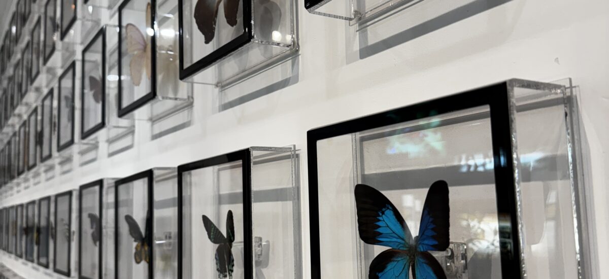 Key West Butterfly & Nature Preserve