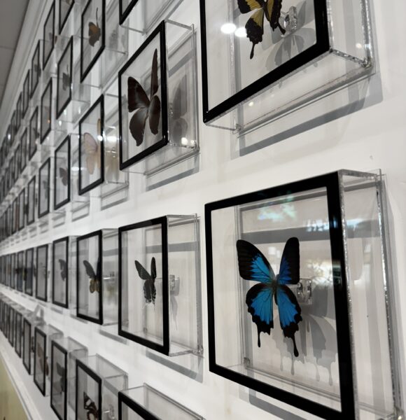 Key West Butterfly & Nature Preserve