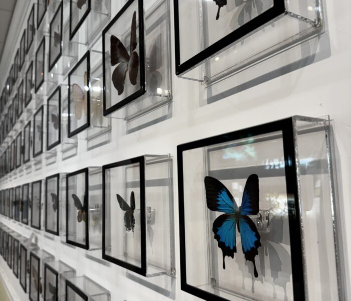 Key West Butterfly & Nature Preserve