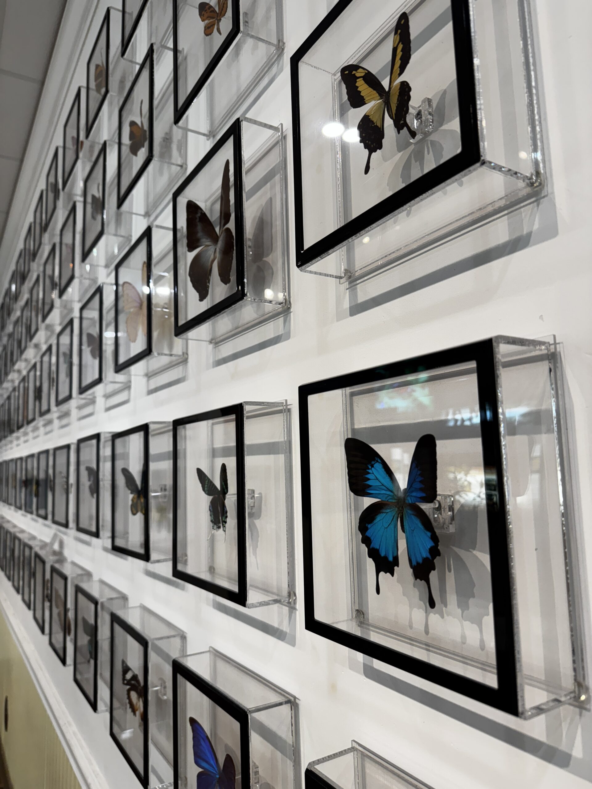 Key West Butterfly & Nature Preserve